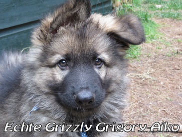 Grizzly Beertje Grigory-Aiko poseert
